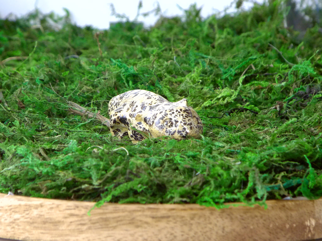 Axelottel aus Landschaftsjaspis