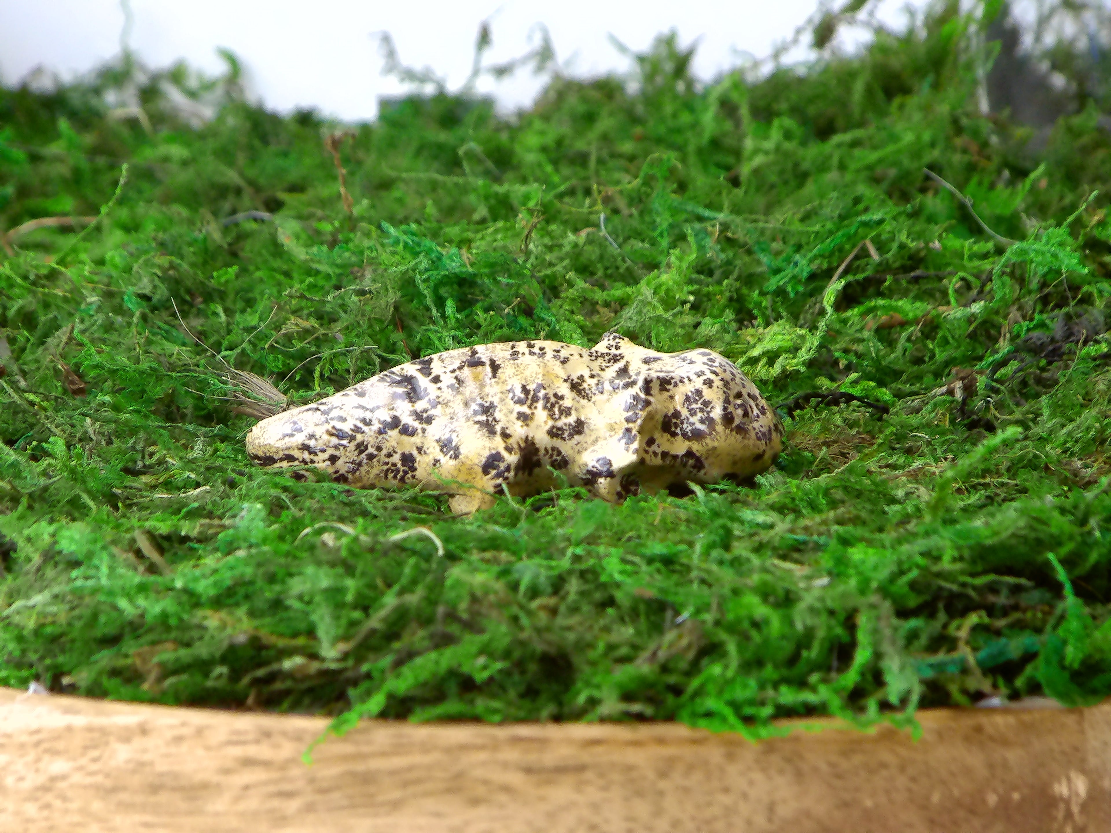 Axelottel aus Landschaftsjaspis