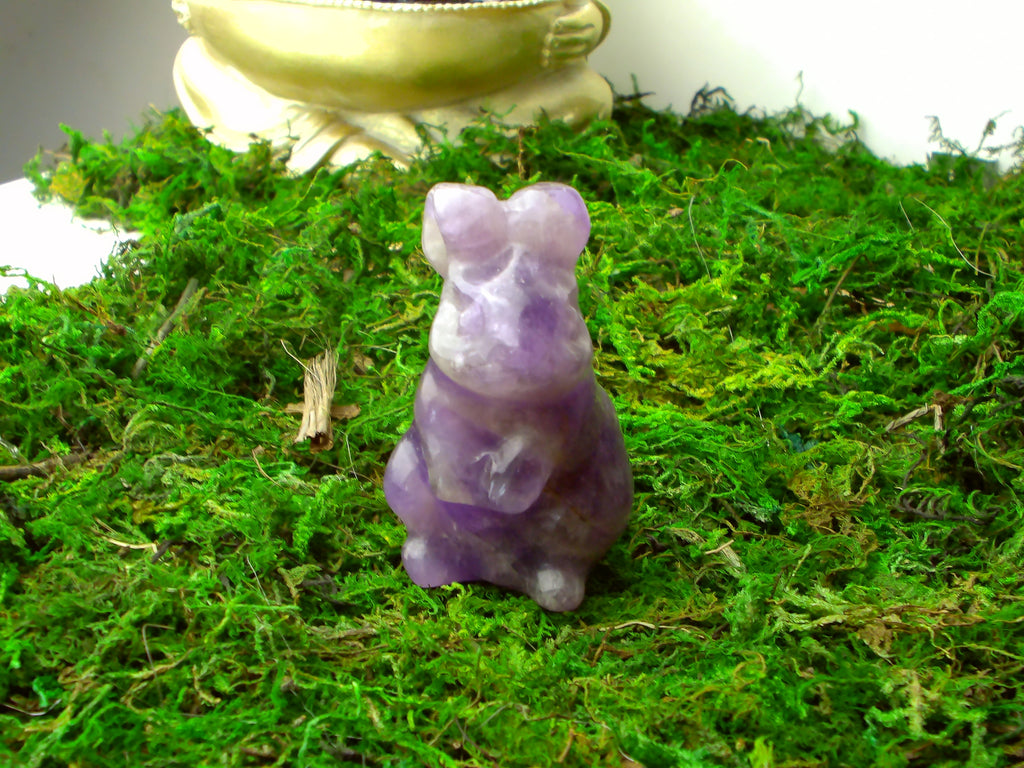 Amethyst Hase
