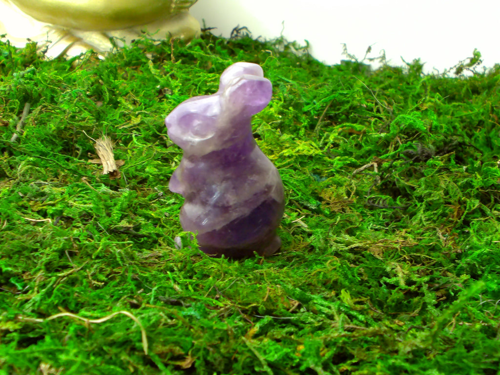 Amethyst Hase
